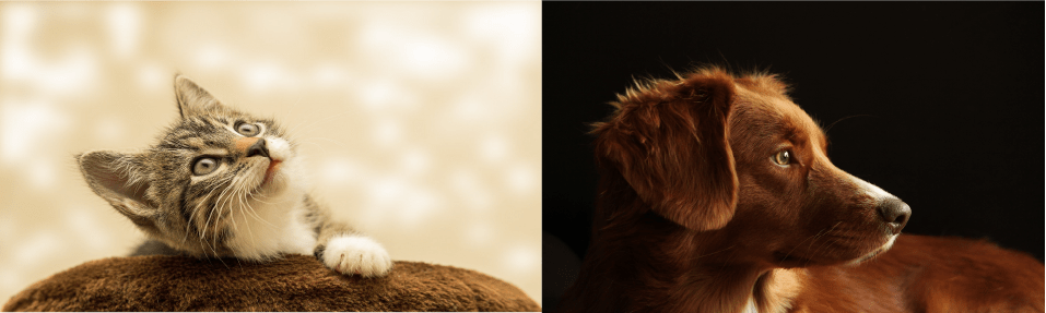 chien et chat