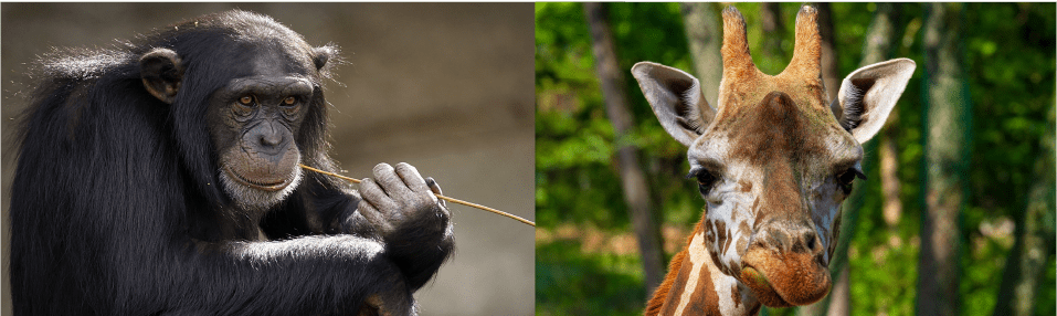 parc zoologique