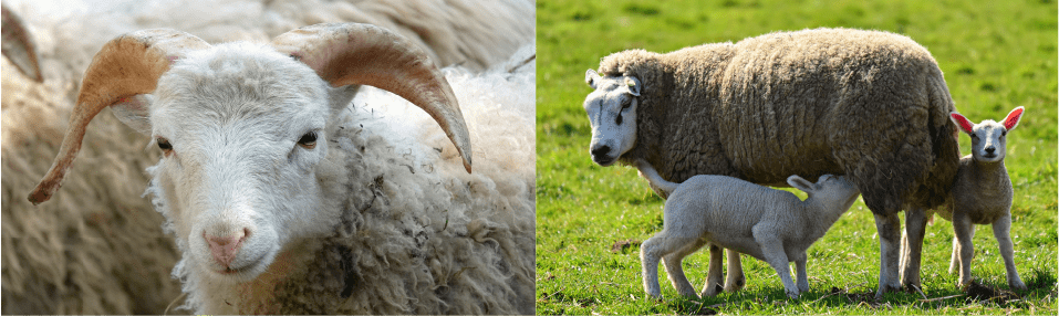 Petits Ruminants